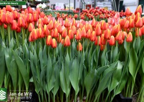 Tulipa Worlds Beauty ® (1)